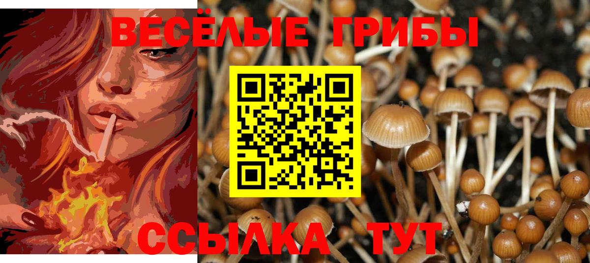 Галлюциногенные грибы Psilocybe  Вход с VPN  Десногорск 